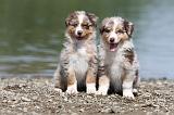 BERGER AUSTRALIEN PUPPIES 109